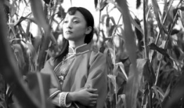 红高粱电视剧,烽火岁月里的爱情与抗争